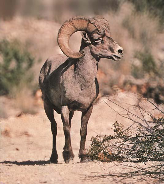 Desert Bighorn Sheep (Ovis canadensis nelsoni) {!--큰뿔양(사막지역 아종)-->; Image ONLY
