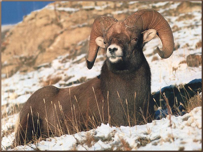 Rocky Mountain Bighorn Sheep (Ovis canadensis canadensis) {!--큰뿔양(로키산맥 본종)-->; DISPLAY FULL IMAGE.