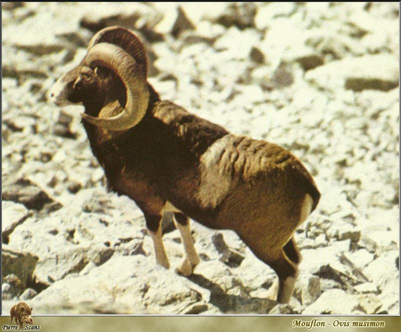 Mouflon Sheep (Ovis musimon) {!--무플론양-->; DISPLAY FULL IMAGE.
