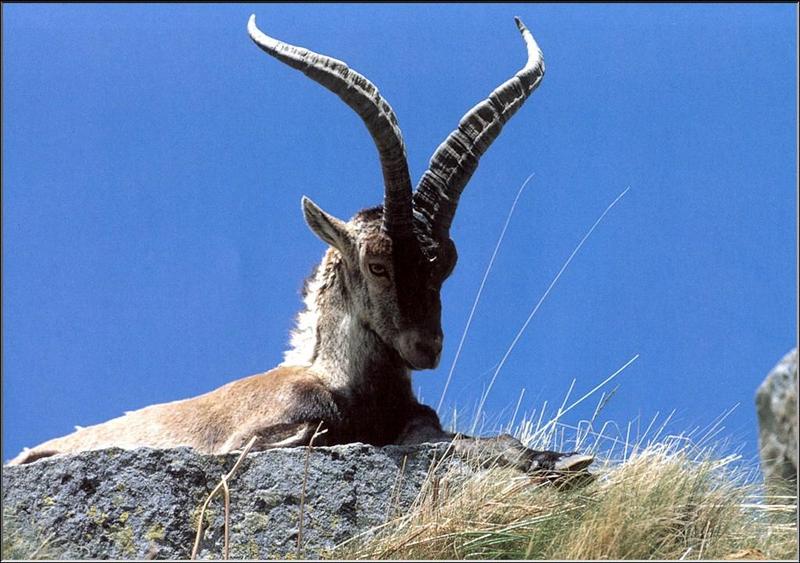 Spanish Mouflon Sheep (Ovis aries) {!--무플론양--> -- European mouflon, Ovis orientalis musimon; DISPLAY FULL IMAGE.