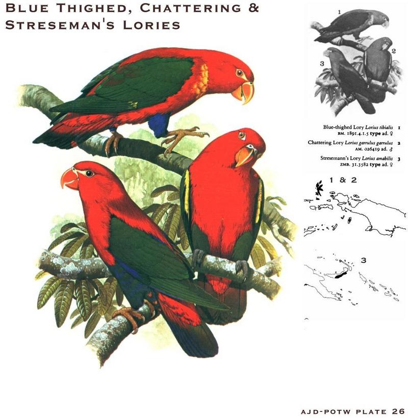 Blue-thighed Lory, Chattering Lory, & Streseman's Lory; DISPLAY FULL IMAGE.