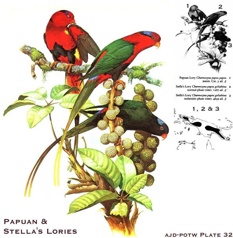 Papuan Loy & Stella's Lory; DISPLAY FULL IMAGE.