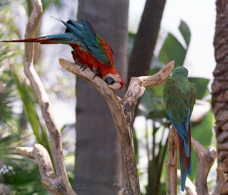 Green-winged Macaw (Ara chloropterus) {!--홍금강앵무-->; DISPLAY FULL IMAGE.