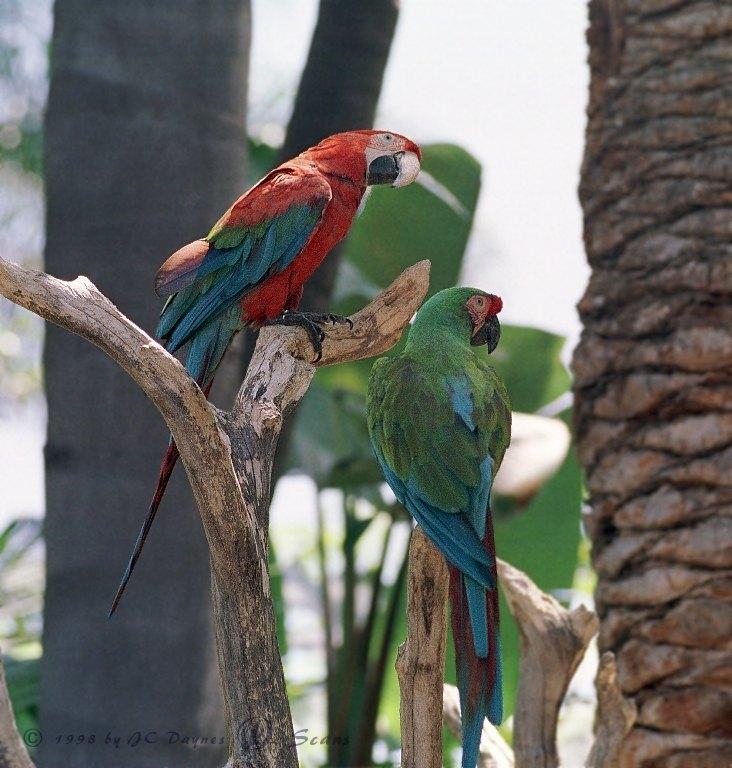 Green-winged Macaw (Ara chloropterus) {!--홍금강앵무-->; Image ONLY