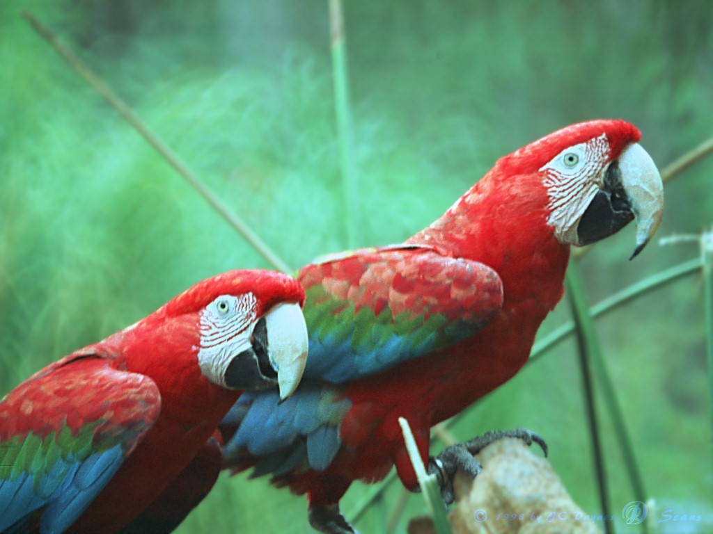 Green-winged Macaw (Ara chloropterus) {!--홍금강앵무-->; Image ONLY