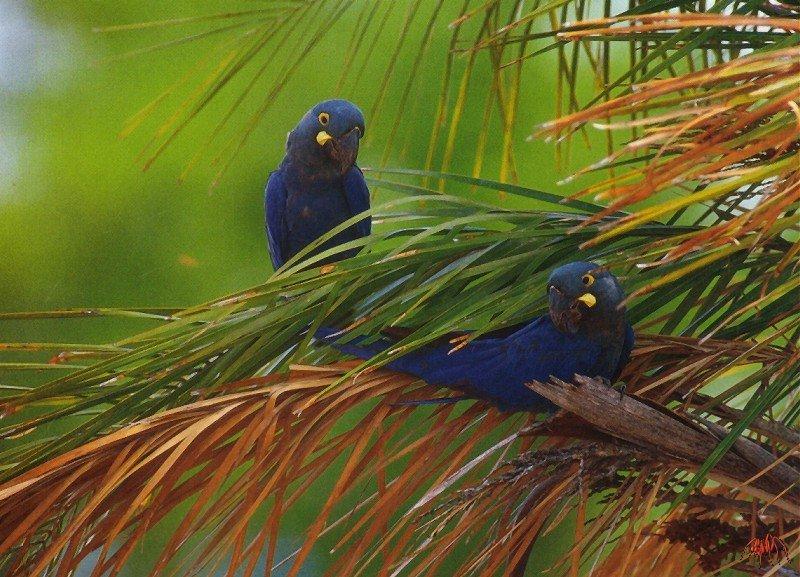 Indigo Macaw (Anodorhynchus leari) {!--푸른금강앵무-->; DISPLAY FULL IMAGE.