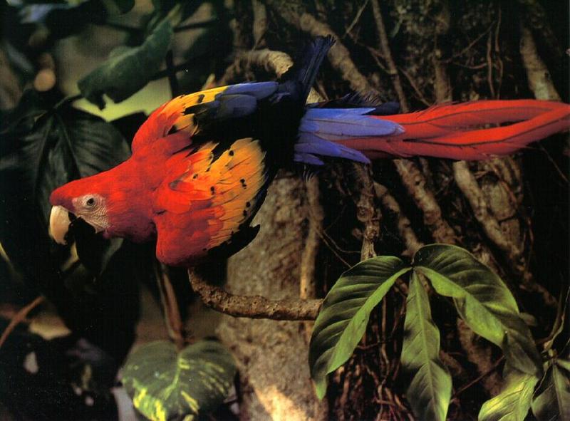 Scarlet Macaw (Ara macao) {!--금강앵무-->; DISPLAY FULL IMAGE.