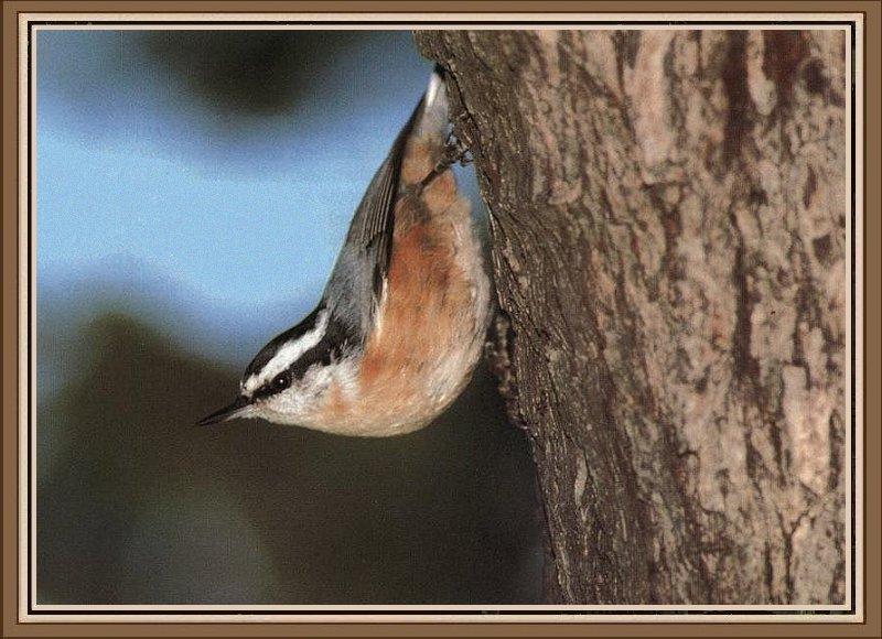 Red-breasted Nuthatch (Sitta canadensis) {!--캐나다동고비-->; DISPLAY FULL IMAGE.