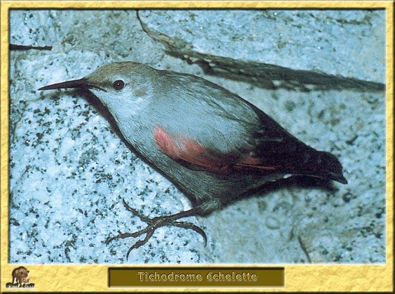 Wallcreeper (Tichodroma muraria) {!--나무발발이사촌-->; DISPLAY FULL IMAGE.