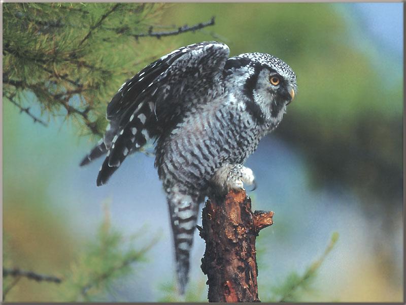 Northern Hawk Owl (Surnia ulula) {!--긴꼬리올빼미-->; DISPLAY FULL IMAGE.