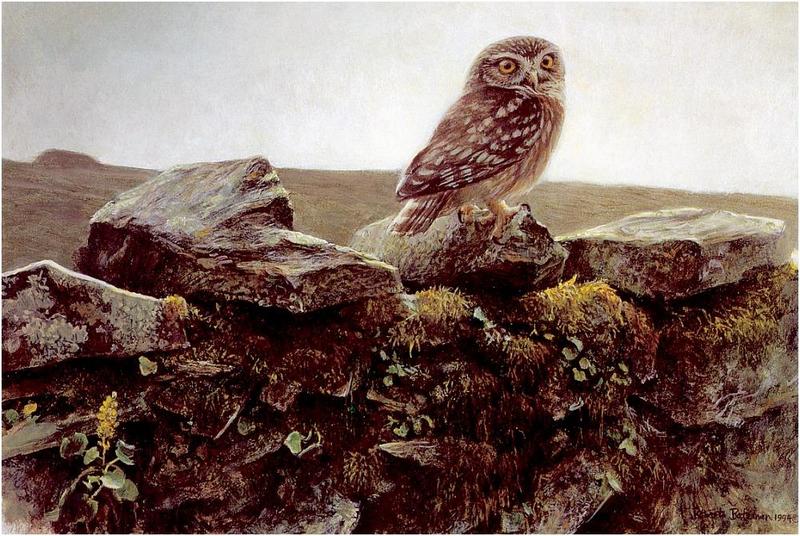 [Animal Art - Robert Bateman] Little Owl (Athene noctua) {!--금눈쇠올빼미-->; DISPLAY FULL IMAGE.