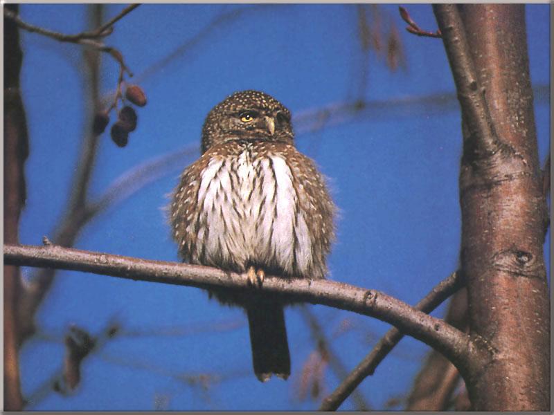 Northern Pygmy-Owl (Glaucidium gnoma) {!--참새올빼미-->; DISPLAY FULL IMAGE.