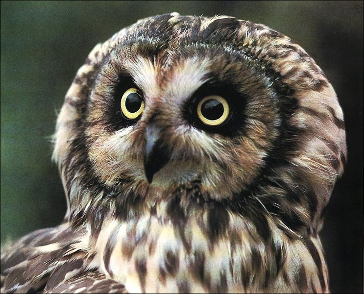 Short-eared Owl (Asio flammeus) {!--쇠부엉이-->; Image ONLY