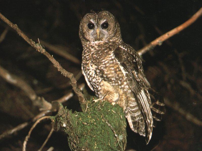 Spotted Owl (Strix occidentalis) {!--점박이올빼미-->; DISPLAY FULL IMAGE.