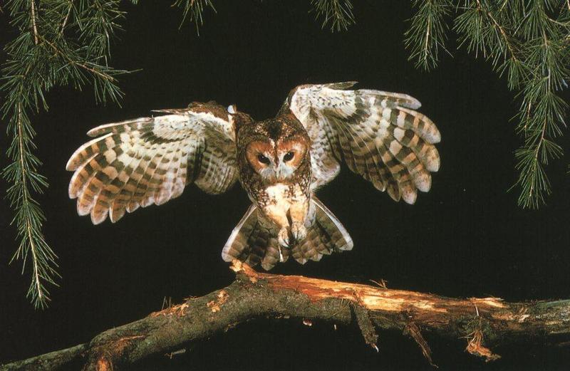 Tawny Owl (Strix aluco) {!--올빼미-->; DISPLAY FULL IMAGE.