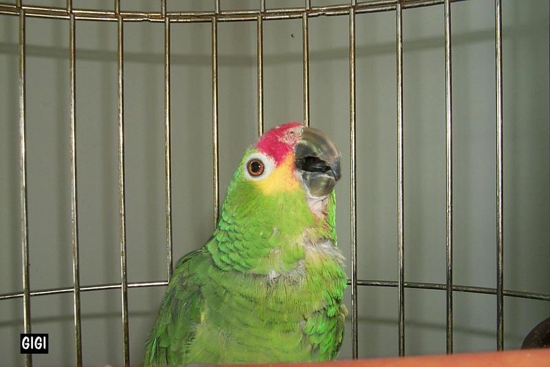 Red-lored Amazon Parrot (Amazona autumnalis) {!--붉은이마아마존앵무-->; DISPLAY FULL IMAGE.