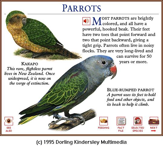 Blue-rumped Parrot (Psittinus cyanurus) {!--파란꽁지앵무--> & Kakapo; Image ONLY