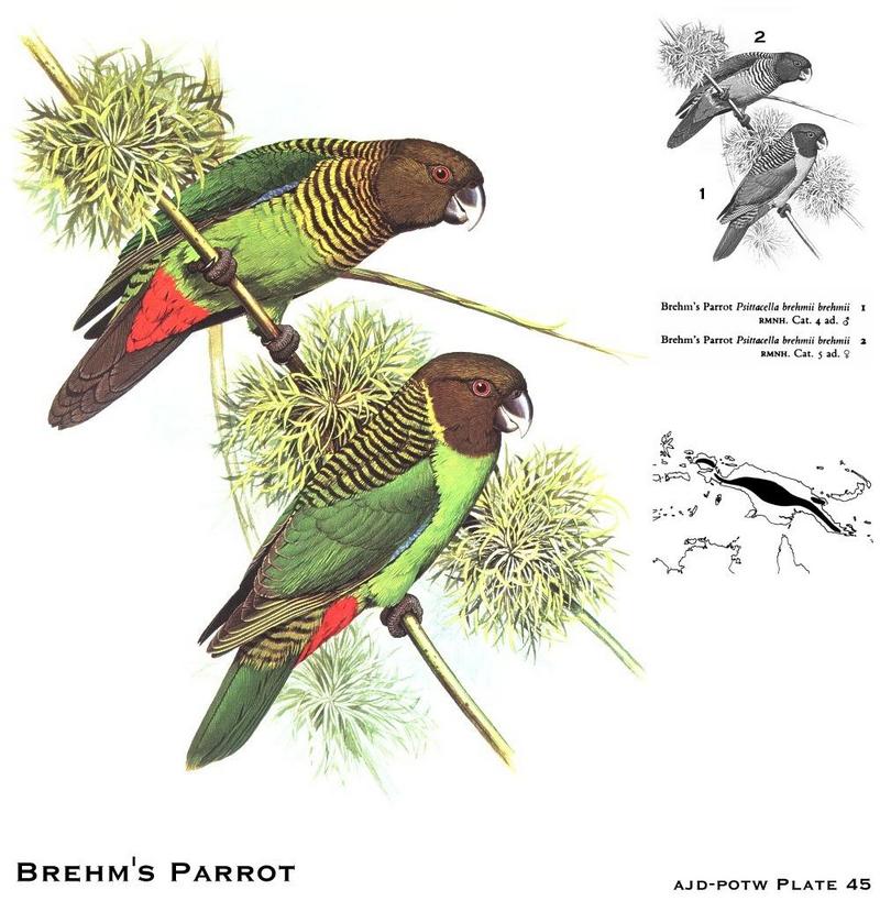 Brehm's Tiger-Parrot (Psittacella brehmii) {!--범앵무-->; DISPLAY FULL IMAGE.