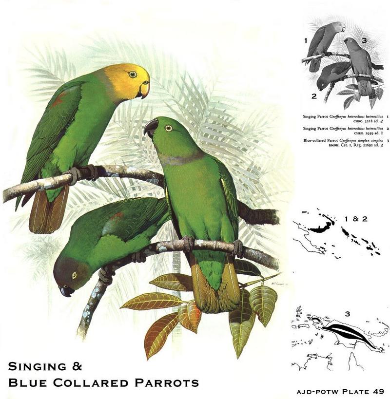 Singing Parrot & Blue-collared Parrot; DISPLAY FULL IMAGE.