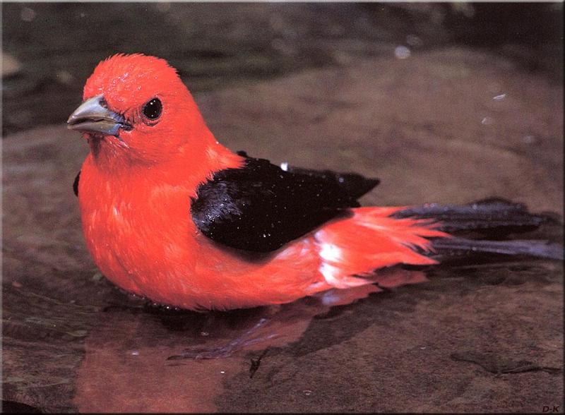 Scarlet Tanager (Piranga olivacea) {!--붉은풍금조(--風琴鳥)-->; DISPLAY FULL IMAGE.