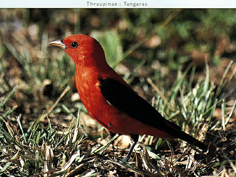 Scarlet Tanager (Piranga olivacea) {!--붉은풍금조(--風琴鳥)-->; DISPLAY FULL IMAGE.