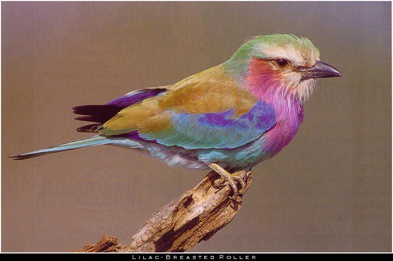 Lilac-breasted Roller (Coracias caudata) {!--분홍가슴파랑새(아프리카)-->; DISPLAY FULL IMAGE.