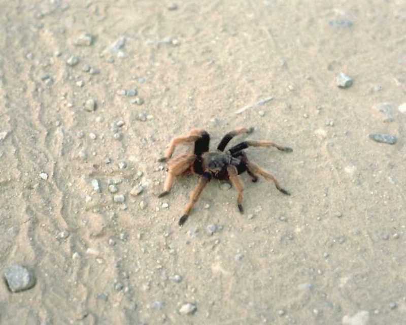 Tarantula (Theraphosidae) {!--타란튤라 거미 / 짐승빛거미과-->; DISPLAY FULL IMAGE.