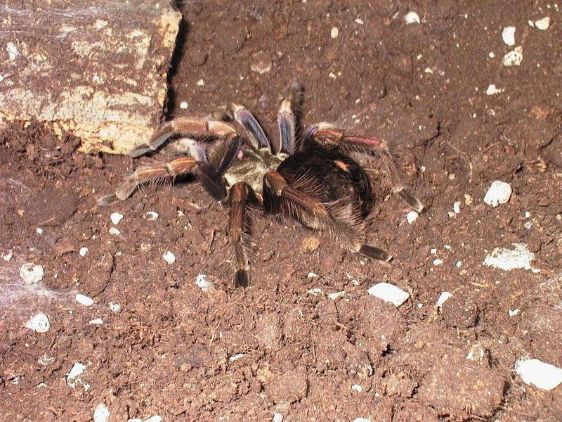 Tarantula (Theraphosidae) {!--타란튤라 거미 / 짐승빛거미과-->; DISPLAY FULL IMAGE.