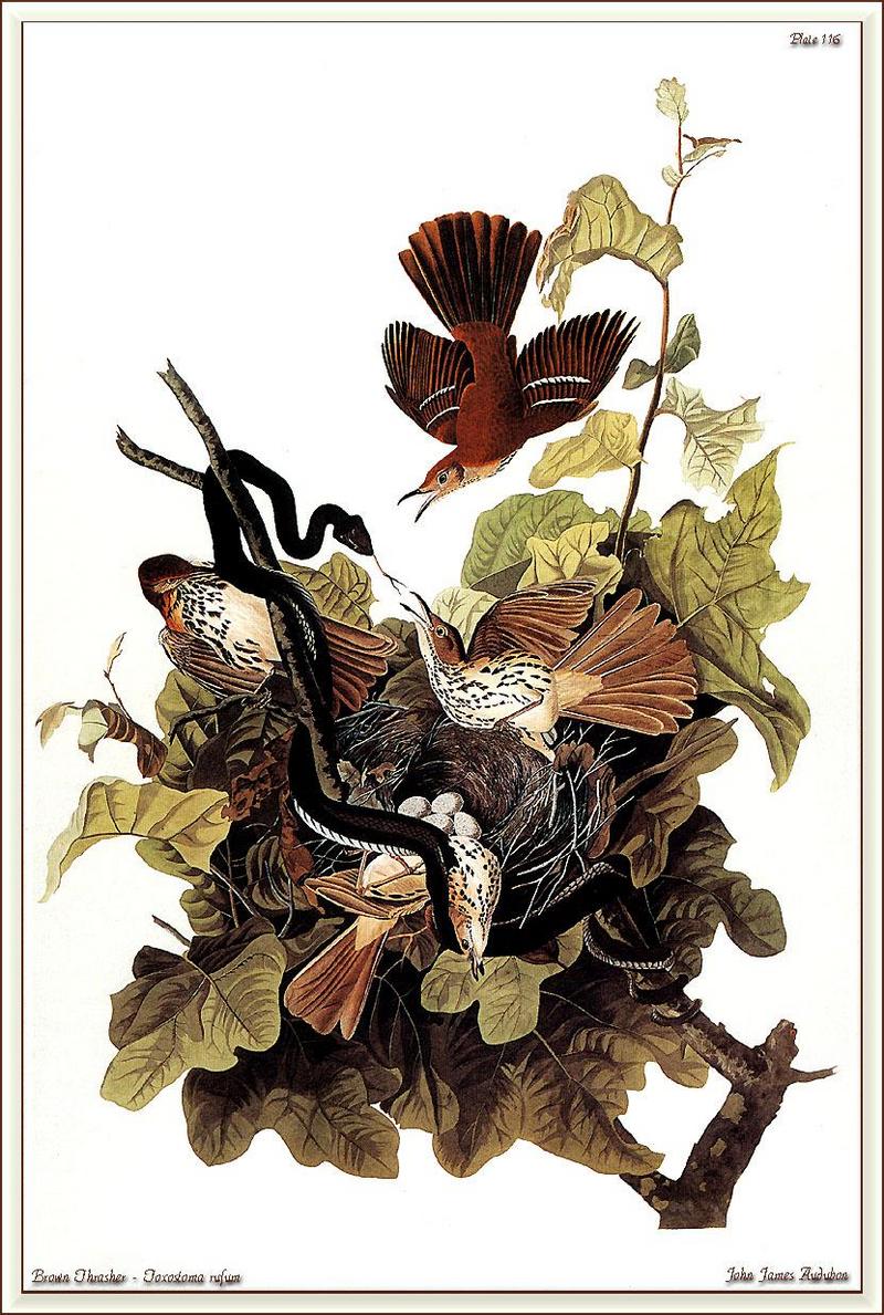 Brown Thrasher (Toxostoma rufum) {!--갈색지빠귀사촌-->; DISPLAY FULL IMAGE.
