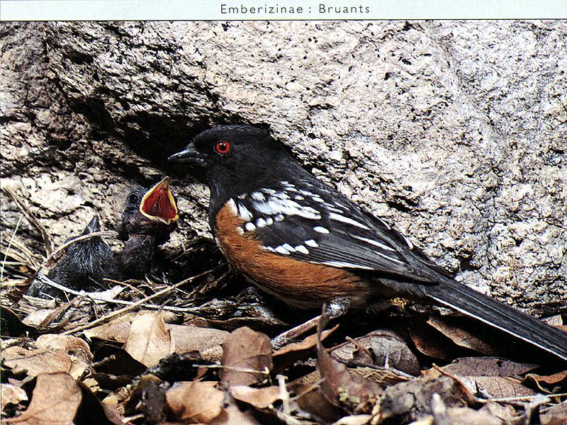 Spotted Towhee (Pipilo maculatus) {!--흰점발풍금새-->; DISPLAY FULL IMAGE.