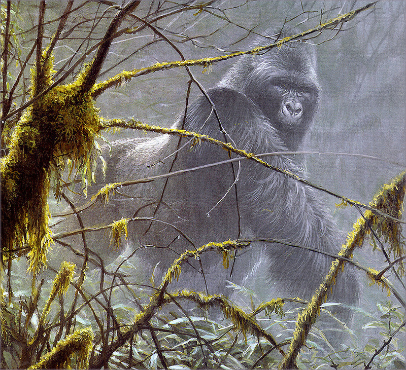 [Pangaea Scan] Gorilla; DISPLAY FULL IMAGE.