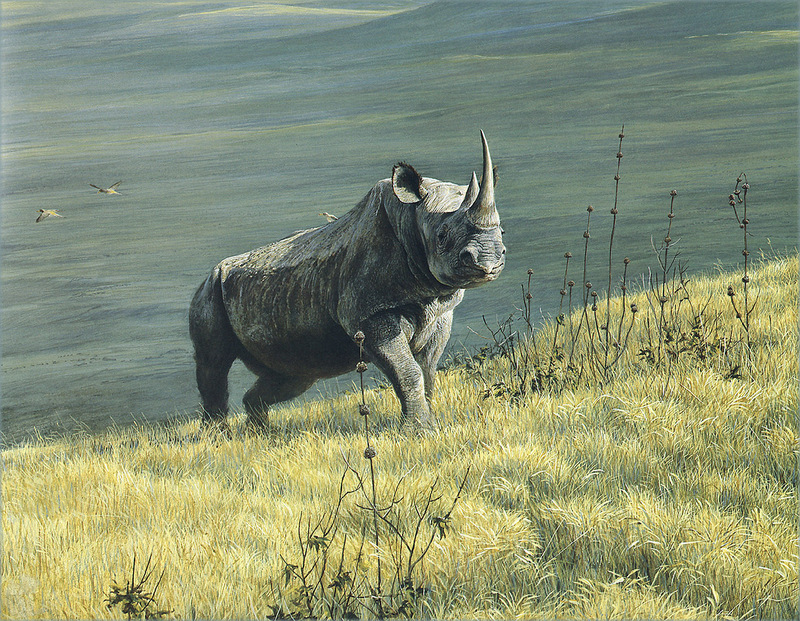 [Pangaea Scan] Rhinoceros; DISPLAY FULL IMAGE.