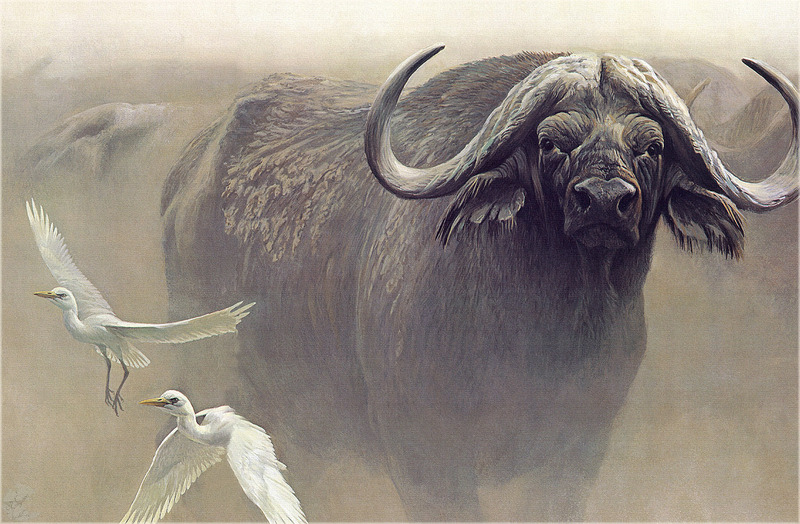 [Pangaea Scan] Cape Buffalo; DISPLAY FULL IMAGE.