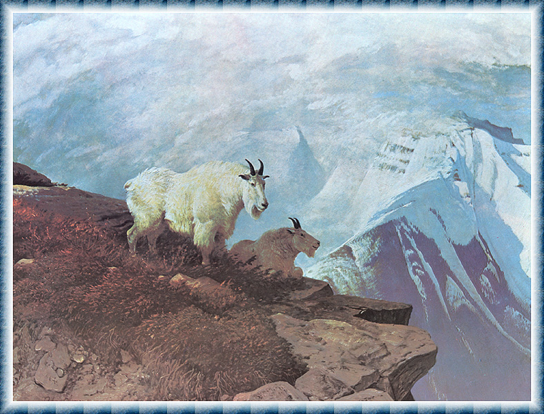 [zFox SWD Scan] The Western Paintings of John Clymer 040 Wind_Swept, 1973 - Rocky Mountain goat (Oreamnos americanus); DISPLAY FULL IMAGE.