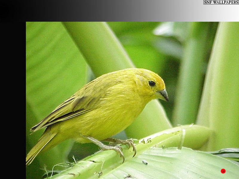 [SnF Wallpapers] Canary; DISPLAY FULL IMAGE.
