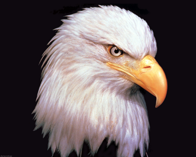 [SelectScan SDC] Bald Eagle; DISPLAY FULL IMAGE.