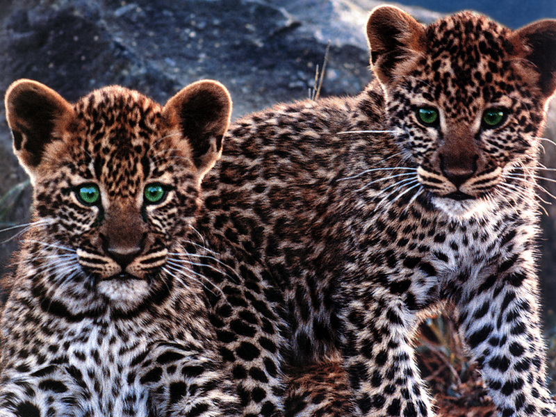 [SelectScan SDC] Snow Leopard cubs; DISPLAY FULL IMAGE.
