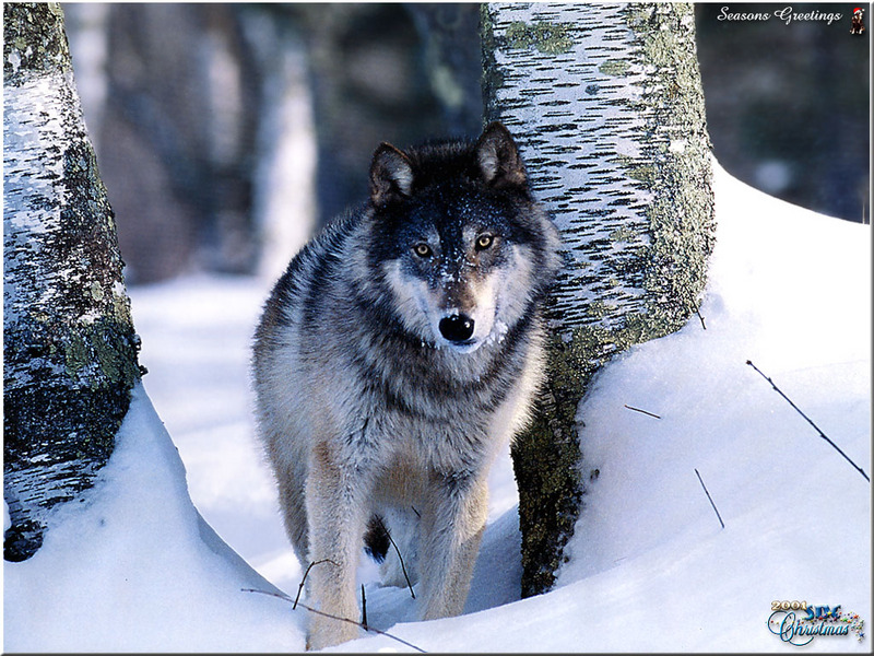 [SDC2001 Xmas] Gray Wolf; DISPLAY FULL IMAGE.