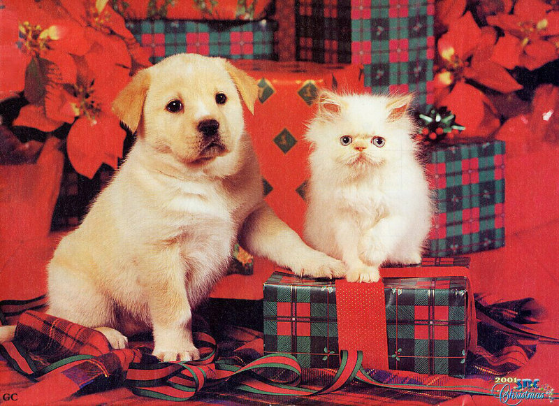 [SDC2001 Xmas] Puppy & Kitten; DISPLAY FULL IMAGE.