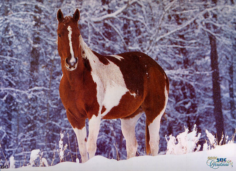 [SDC2001 Xmas] Paint Horse; DISPLAY FULL IMAGE.