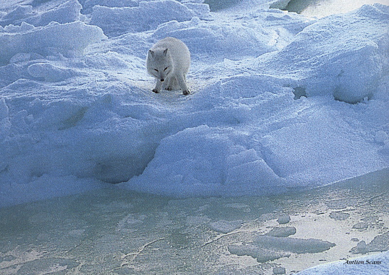 [Antlion Scans - Nature] Arctic Fox; DISPLAY FULL IMAGE.