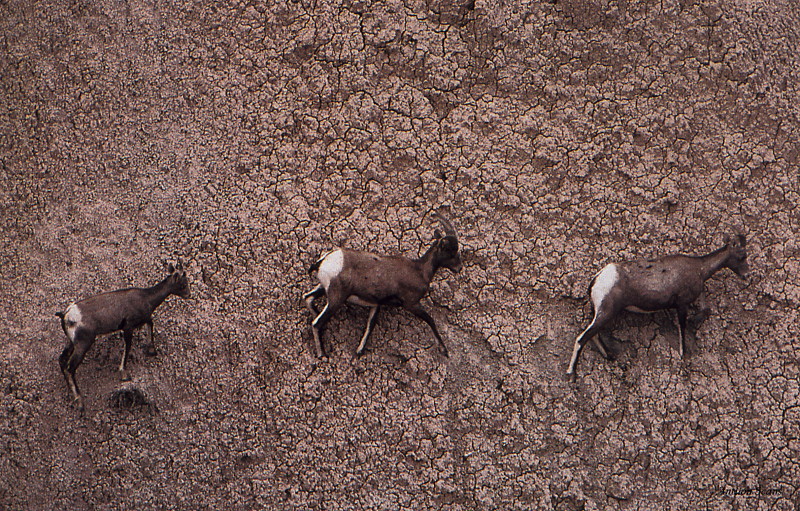[Antlion Scans - Nature] Goats; DISPLAY FULL IMAGE.