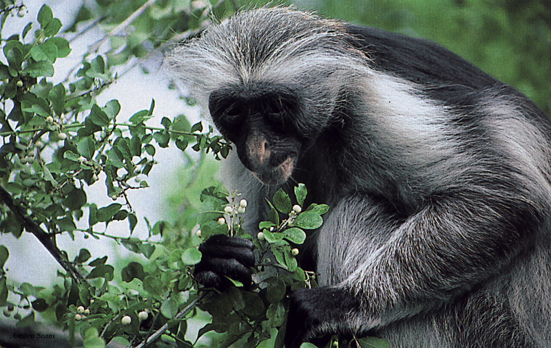 [Antlion Scans - Nature] Monkey; DISPLAY FULL IMAGE.