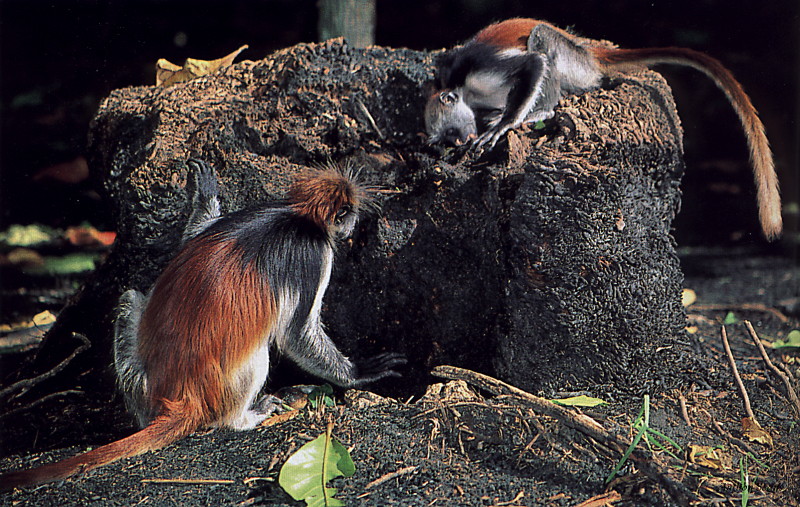 [Antlion Scans - Nature] Monkey; DISPLAY FULL IMAGE.