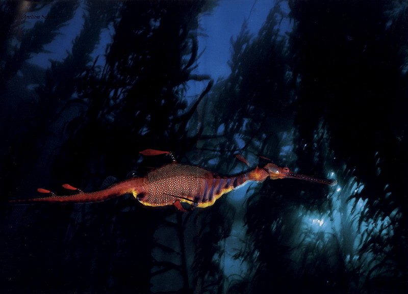 [Antlion Scans - Nature] Weedy Sea Dragon; DISPLAY FULL IMAGE.