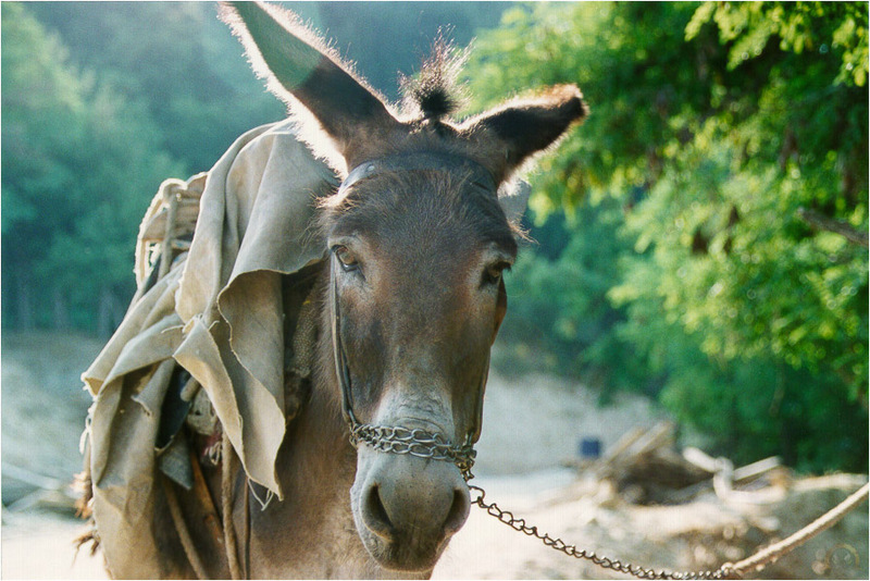 [ar'Ondite WAU] A Donkey in Greece (Bro); DISPLAY FULL IMAGE.