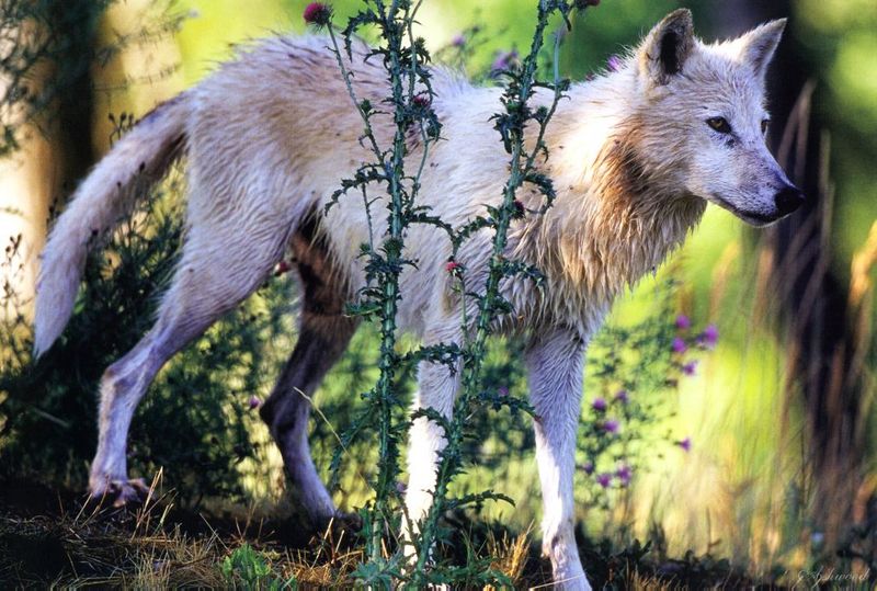 [Ashwood-Wolves] Gray Wolf; DISPLAY FULL IMAGE.