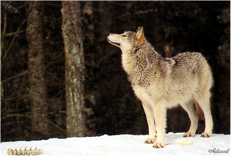 [Ashwood-Wolves] Gray Wolf; DISPLAY FULL IMAGE.