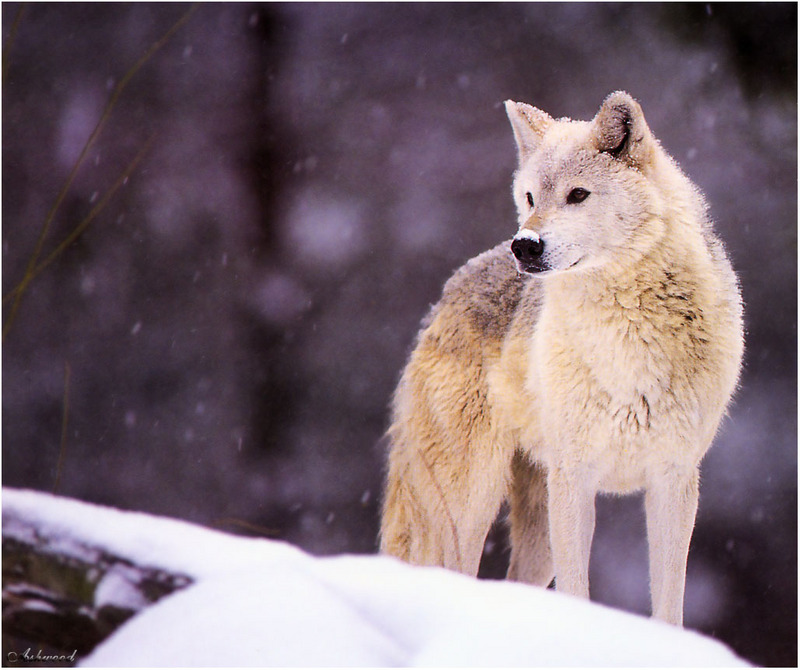 [Ashwood-Wolves] Gray Wolf; DISPLAY FULL IMAGE.