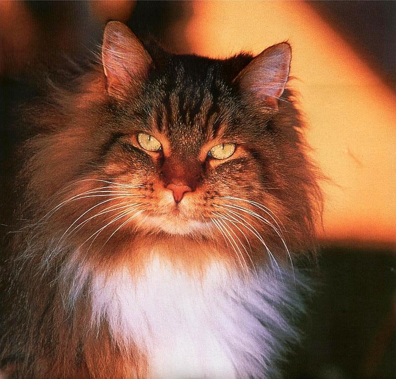 [Cats & Kitens 2003 Calendar] Rolf Kopfle; DISPLAY FULL IMAGE.